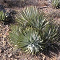 Baja (California)