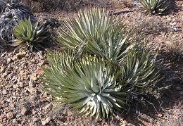 Baja (California)