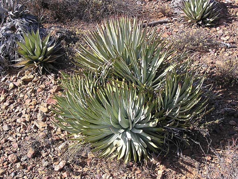 Baja (California)