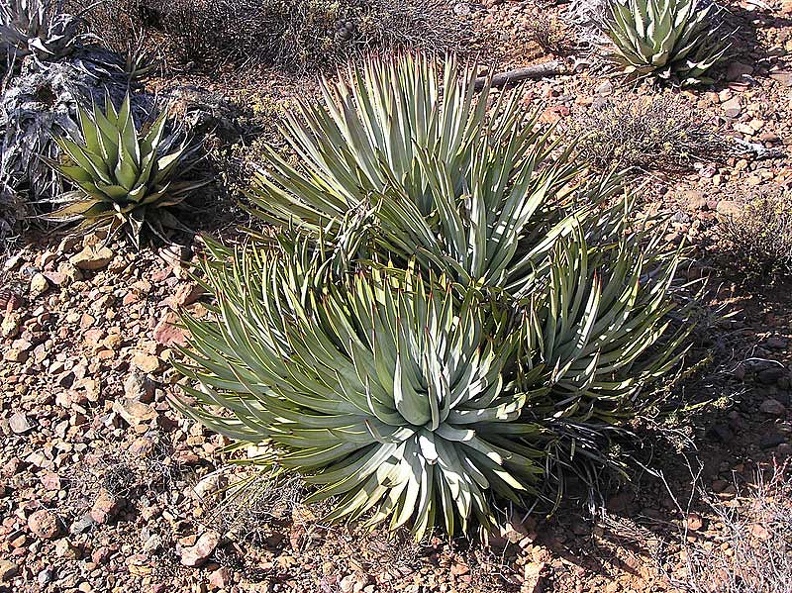 Baja--028.jpg
