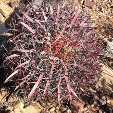 Baja (California)