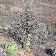 Baja (California)