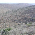 Baja (California)