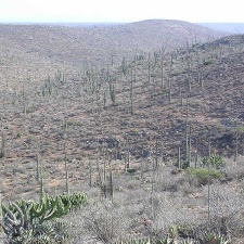Baja (California)