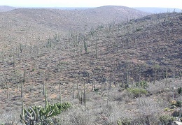 Baja (California)