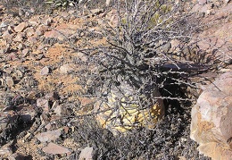 Baja (California)