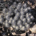 Baja (California)