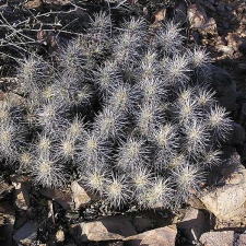 Baja (California)