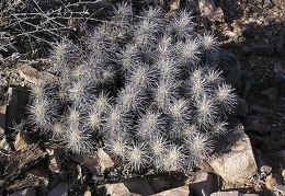 Baja (California)