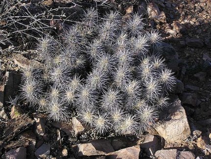 Baja (California)