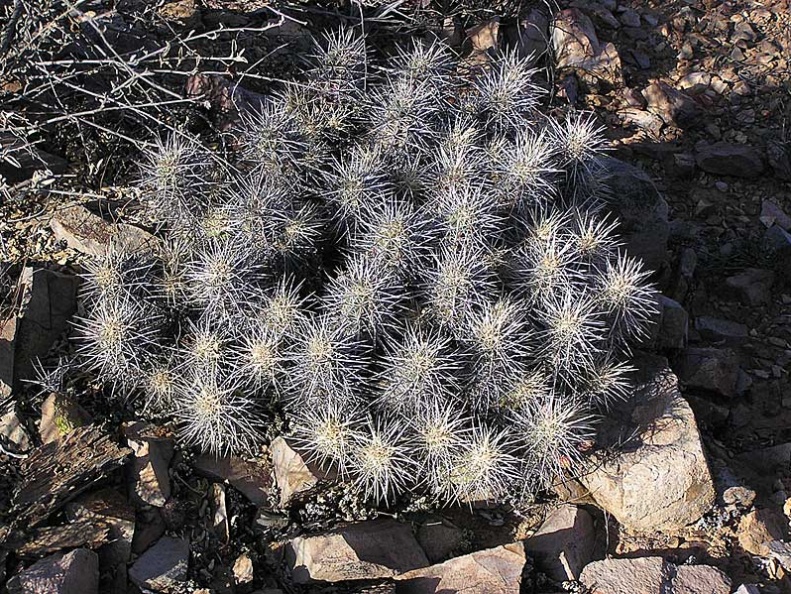 Baja (California)
