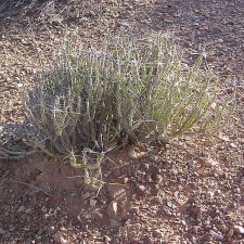 Baja (California)