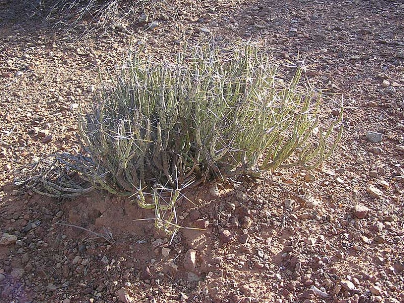 Baja (California)