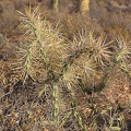 Baja (California)