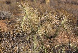 Baja (California)
