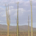 Baja (California)
