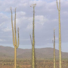 Baja (California)