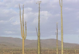 Baja (California)