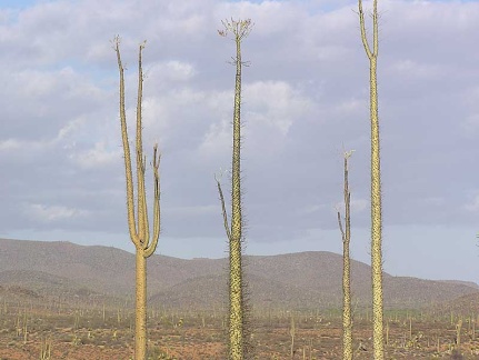 Baja (California)