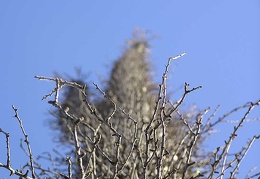Baja (California)