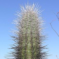 Baja (California)