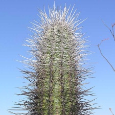 Baja (California)