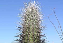 Baja (California)