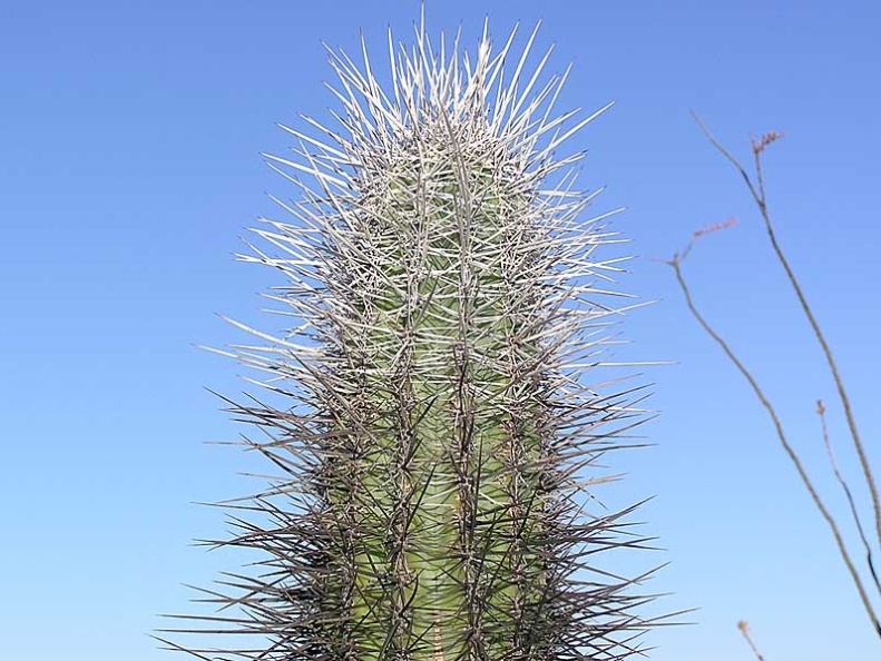 Baja (California)