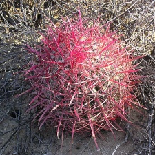 Baja (California) (1775 відвідувань) Фото Стивена Брэка (Steven Brack, Belen, New Mexico) Baja (California)