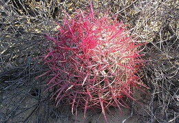 Baja (California)