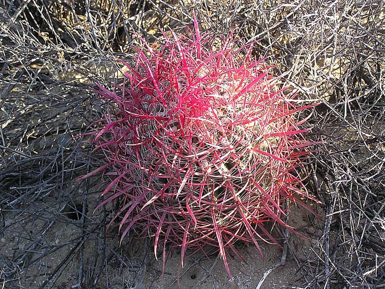 Baja (California)