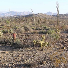 Baja (California) (1810 відвідувань) Фото Стивена Брэка (Steven Brack, Belen, New Mexico) Baja (California)