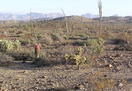 Baja (California)
