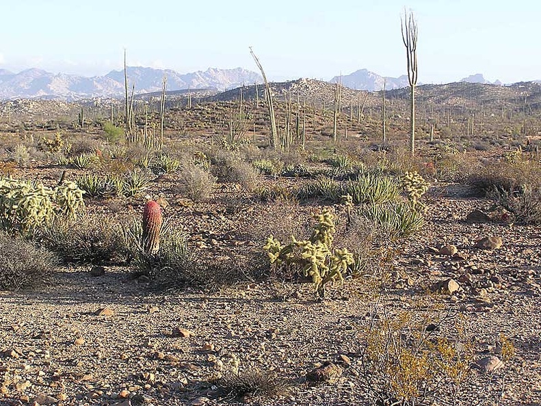 Baja (California)