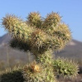 Baja (California)