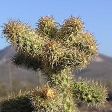 Baja (California) (1782 відвідувань) Фото Стивена Брэка (Steven Brack, Belen, New Mexico) Baja (California)