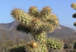 Baja (California)