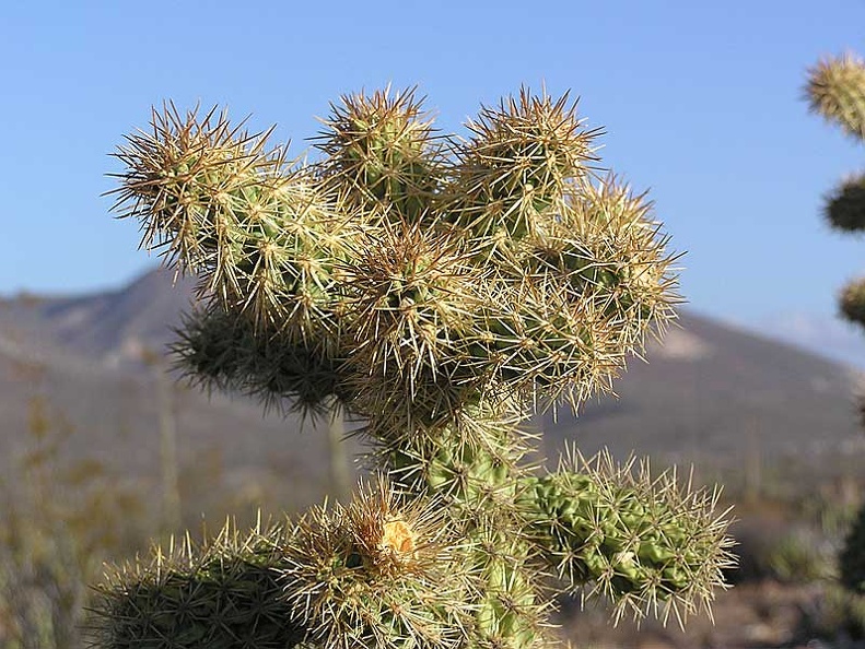 Baja (California)
