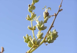 Baja (California)