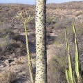 Baja (California)