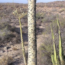 Baja (California) (2011 відвідувань) Фото Стивена Брэка (Steven Brack, Belen, New Mexico) Baja (California)