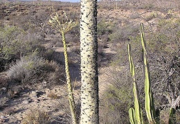 Baja (California)