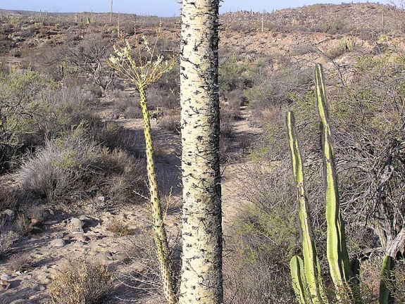 Baja (California) (2011 відвідувань) Фото Стивена Брэка (Steven Brack, Belen, New Mexico) Baja (California)