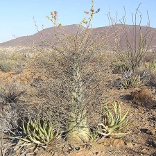 Baja (California)