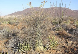 Baja (California)