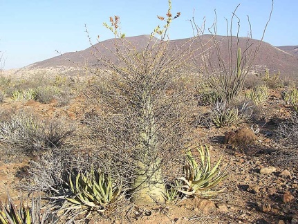 Baja (California)