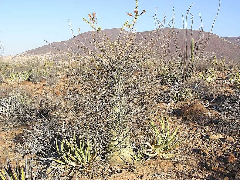 Baja (California)