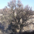 Baja (California)