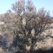 Baja (California)