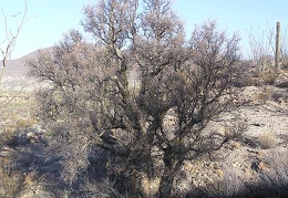 Baja (California)